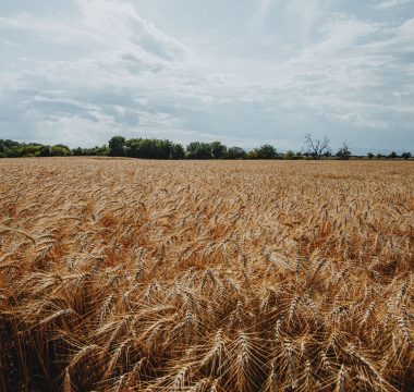 Gıda Fiyatlarında Türkiye %196, Dünya %6 Artışla Makas Açtı