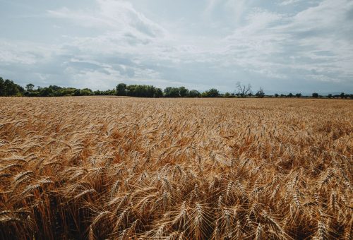 Gıda Fiyatlarında Türkiye %196, Dünya %6 Artışla Makas Açtı