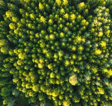 Meta, orman haritalama için açık kaynak CHMv2 modelini yayınladı