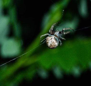Disney Plus, Eylül’de 4 Marvel Yapımını Yayınlıyor: Spider-Man ve Kraven Geliyor