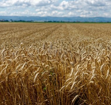Küresel Gıda Fiyatları Ağustosta %1,9 Yükseldi: El Niño %16 Artışla Sofraları Vurabilir