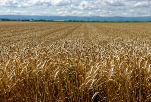 Küresel Gıda Fiyatları Ağustosta %1,9 Yükseldi: El Niño %16 Artışla Sofraları Vurabilir