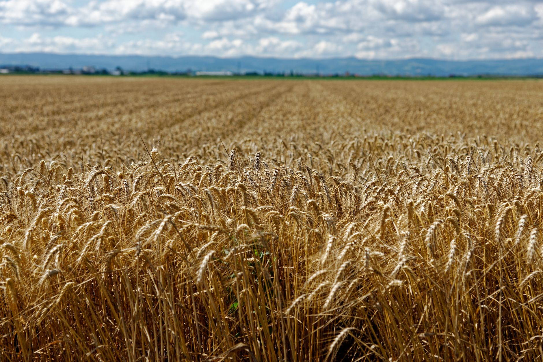 Küresel Gıda Fiyatları Ağustosta %1,9 Yükseldi: El Niño %16 Artışla Sofraları Vurabilir