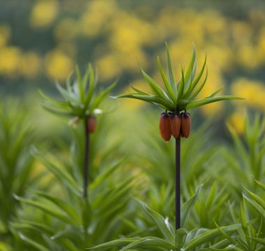 Muş’ta Yeni Ters Lale Fritillaria Damlana Keşfedildi: Tür Sayısı 63’e Ulaştı