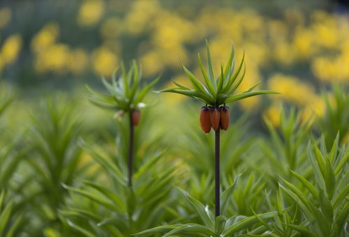Muş’ta Yeni Ters Lale Fritillaria Damlana Keşfedildi: Tür Sayısı 63’e Ulaştı