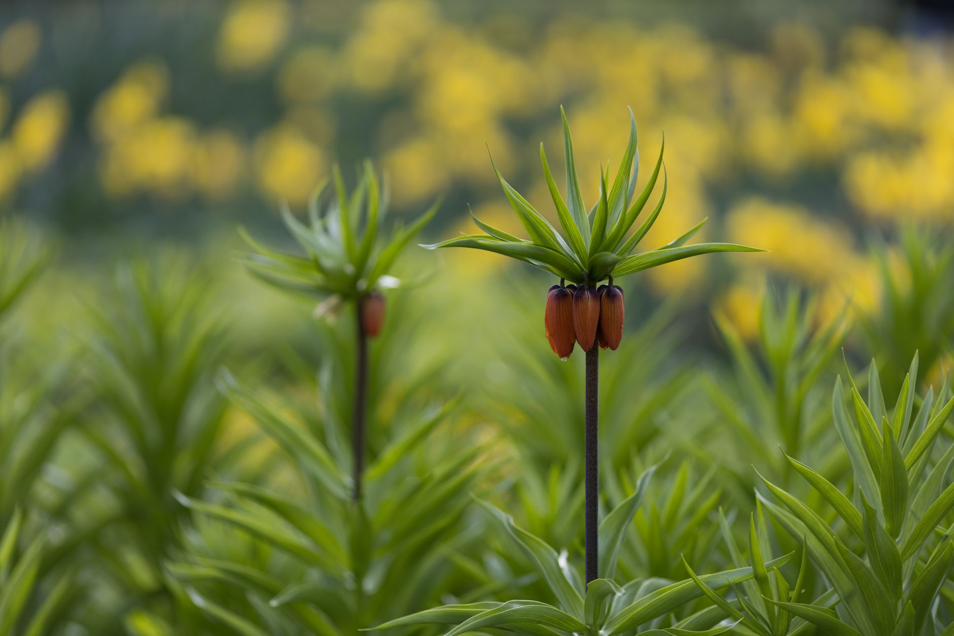 Muş’ta Yeni Ters Lale Fritillaria Damlana Keşfedildi: Tür Sayısı 63’e Ulaştı
